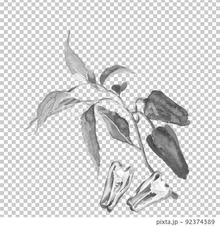 畑のピーマンとピーマンの断面のセット モノトーン【水墨画風水彩画】白バック 透過背景 コピースペース 畑のピーマンとピーマンの断面のセット モノトーン【水墨画風水彩画】白バック 透過背景 コピースペース 92374389