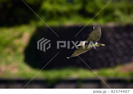 飛翔するホシゴイ／ゴイサギの幼鳥_7 92374407