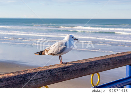 ニュージーランドのカモメ ニュージーランドのカモメ 92374418