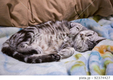 飼いたい猫ランキング上位 アメリカンショートヘア 飼いたい猫ランキング上位 アメリカンショートヘア 92374427