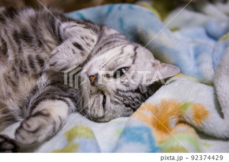 飼いたい猫ランキング上位　アメリカンショートヘア 92374429