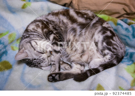 飼いたい猫ランキング上位　アメリカンショートヘア 92374485