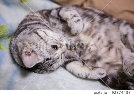 飼いたい猫ランキング上位 アメリカンショートヘア 飼いたい猫ランキング上位 アメリカンショートヘア 92374488