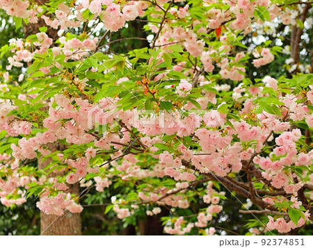 ピンクの八重桜の花 92374851
