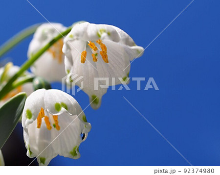 青空とスノーフレークの花 92374980