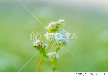 【秋素材】朝日を浴びるそばの花【長野県】 【秋素材】朝日を浴びるそばの花【長野県】 92375001