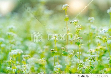 【秋素材】朝日を浴びるそばの花【長野県】 92375009