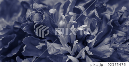 Soft focus, abstract floral background, black peony flower petals. Macro flowers backdrop for holiday brand design Soft focus, abstract floral background, black peony flower petals. Macro flowers backdrop for holiday brand design 92375476