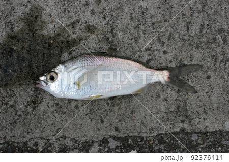 小物釣りで釣れた珍魚、クロサギ 小物釣りで釣れた珍魚、クロサギ 92376414