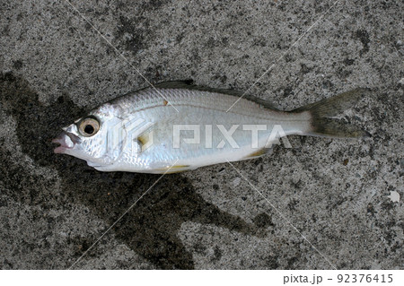 小物釣りで釣れた珍魚、クロサギ 92376415