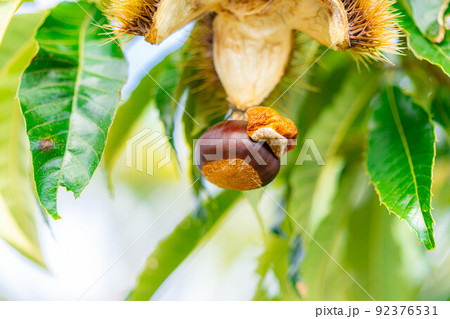 【秋素材】木に生っている栗の実【長野県】 92376531