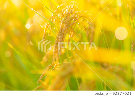 【秋素材】朝露をまとった稲【長野県】 【秋素材】朝露をまとった稲【長野県】 92377021
