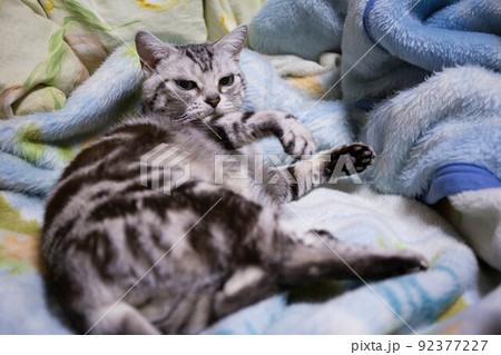 飼いたい猫ランキング上位 アメリカンショートヘア 飼いたい猫ランキング上位 アメリカンショートヘア 92377227