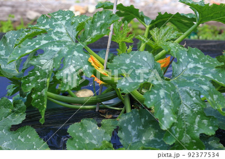 ズッキーニ 92377534