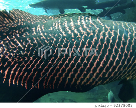 世界最大の淡水魚ピラルクの鱗の写真素材 [92378005] - PIXTA