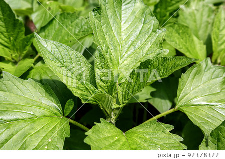 ゴマ科ゴマ属の一年草、ゴマの葉 ゴマ科ゴマ属の一年草、ゴマの葉 92378322