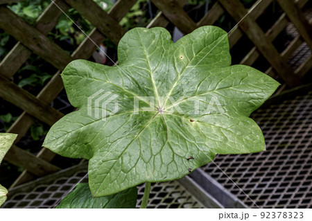 希少価値である八角蓮、ミヤオソウ【メギ科】 92378323