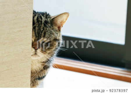 叱られて隠れる猫アメリカンショートヘアブラウンタビー 92378397