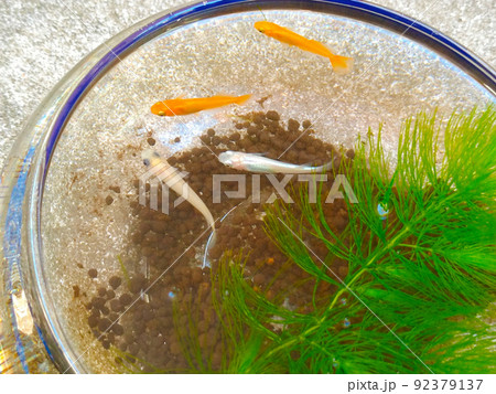 小さな水槽のメダカと水草 92379137