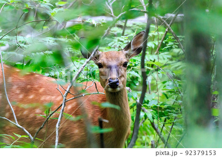 北海道苫小牧市、錦大沼公園の草むらからこちらを見つめるエゾシカ【6月】 92379153