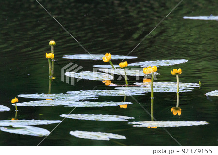北海道苫小牧市、錦小沼に咲くコウホネ(河骨)【6月】 北海道苫小牧市、錦小沼に咲くコウホネ(河骨)【6月】 92379155