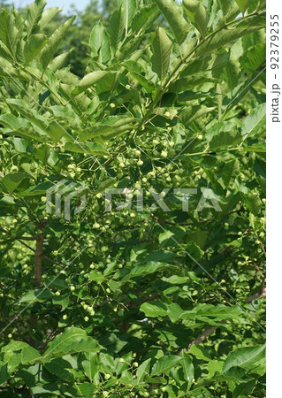 6月のマユミの実 6月のマユミの実 92379255