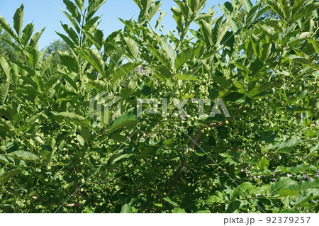 6月のマユミの実　 92379257