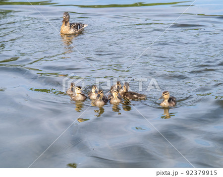 A family of ducks, a duck and its little ducklings are swimming in the water. The duck takes care of its newborn ducklings. Mallard, lat. Anas platyrhynchos 92379915