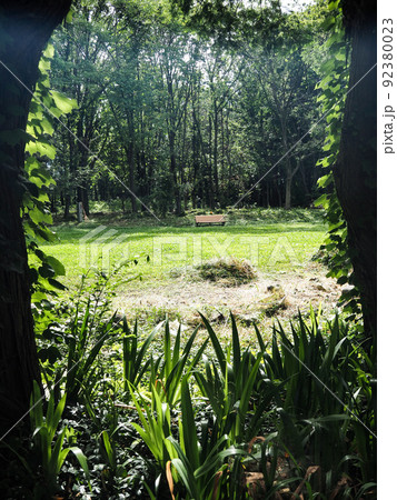 写真　植物風景　木のトンネルを抜けるとポラーノの広場だった 92380023