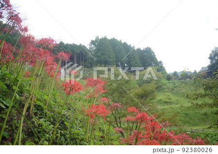 奈良県宇陀市 仏隆寺に咲く彼岸花 奈良県宇陀市 仏隆寺に咲く彼岸花 92380026