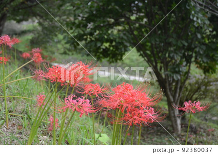 奈良県宇陀市 仏隆寺に咲く彼岸花 奈良県宇陀市 仏隆寺に咲く彼岸花 92380037