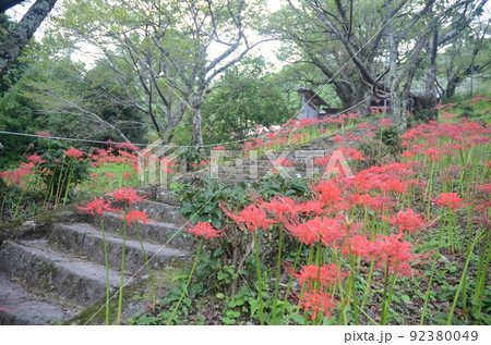 奈良県宇陀市　仏隆寺に咲く彼岸花 92380049