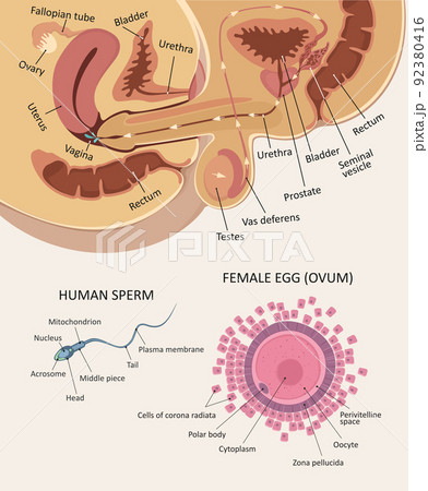 Anatomy of intercourse. Structure of female egg and sperm 92380416