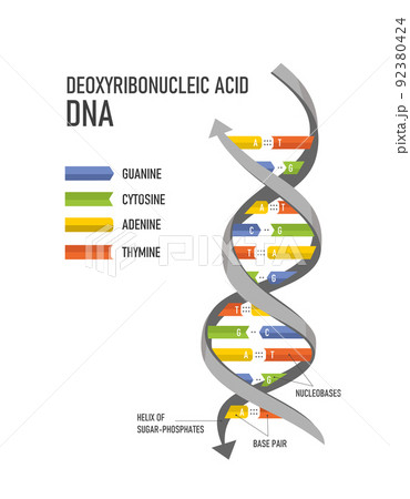 DNA double helix. Deoxyribonucleic acids. Nitrogenous base (Thymine, Adenine, Cytosine or Guanine) and Sugar-Phosphate backbone. 92380424