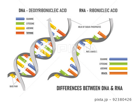 Difference between of DNA and RNA. Structure of DNA and RNA. Difference between of DNA and RNA. Structure of DNA and RNA. 92380426