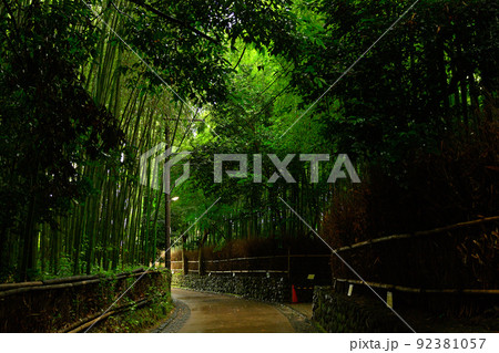 京都・嵯峨野の竹林 92381057