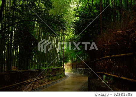 京都・嵯峨野の竹林 92381208