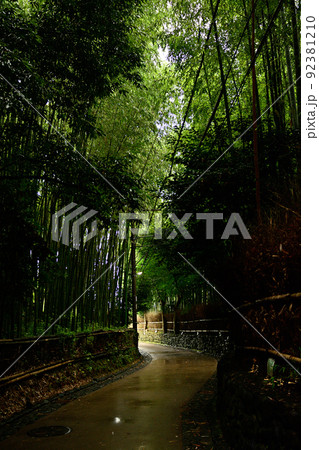 京都・嵯峨野の竹林 92381210