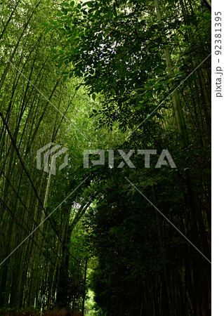 京都・嵯峨野の竹林 92381395