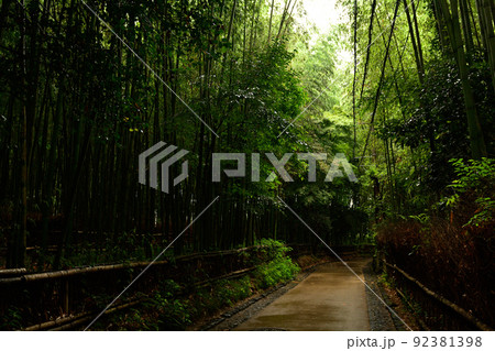 京都・嵯峨野の竹林 92381398