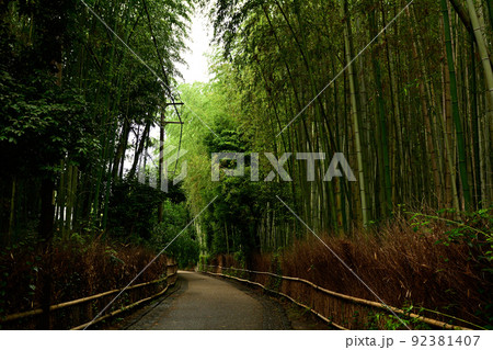京都・嵯峨野の竹林 92381407