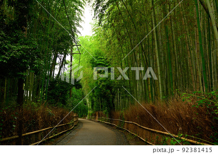 京都・嵯峨野の竹林 92381415