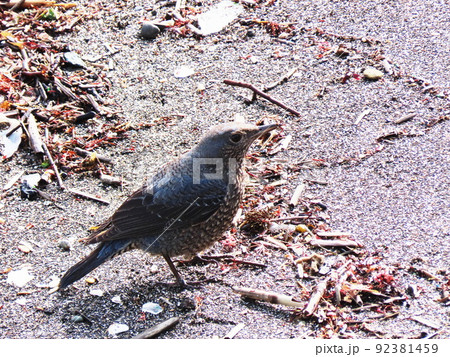 イソヒヨドリ Blue Rock Thrush イソヒヨドリ Blue Rock Thrush 92381459