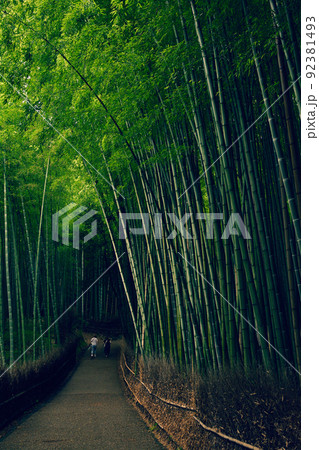 京都・嵯峨野の竹林 92381493