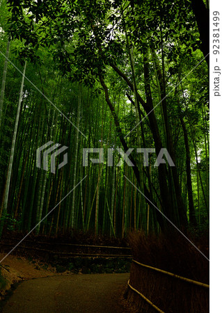 京都・嵯峨野の竹林 京都・嵯峨野の竹林 92381499