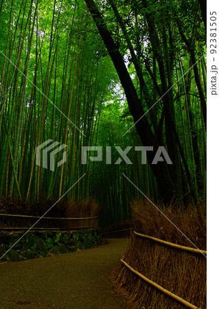 京都・嵯峨野の竹林 京都・嵯峨野の竹林 92381505