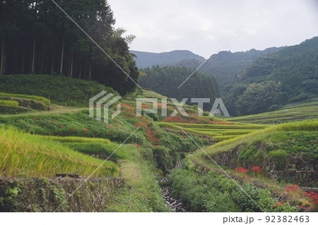 赤い彼岸花の咲く日本の田舎の田園風景 長崎県東彼杵郡波佐見町鬼木棚田 92382463