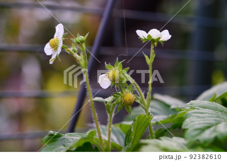 Strawberries turning from blossoms to berries as a closeup Strawberries turning from blossoms to berries as a closeup 92382610