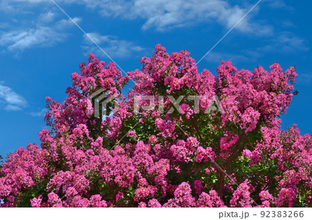 サルスベリの花 92383266