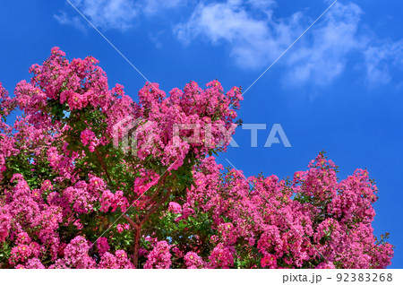 サルスベリの花 92383268